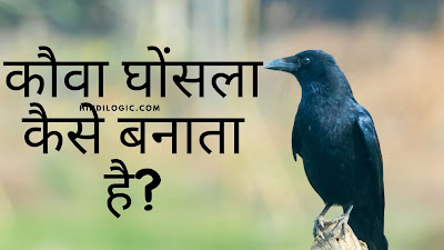 How does a crow make its nest Hindi information?