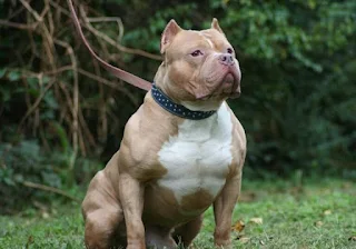 Lifestyle: Top 10 Most Dangerous Dogs In The World