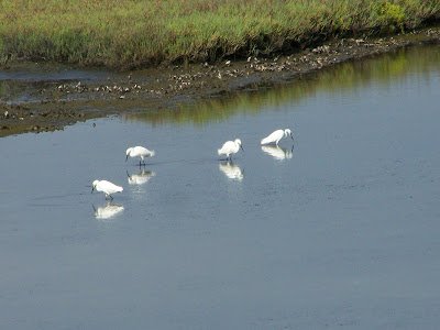 Snowy Egrets at Bolsa Chica