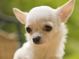 Chihuahua dog mini puppy pets wallpaper
