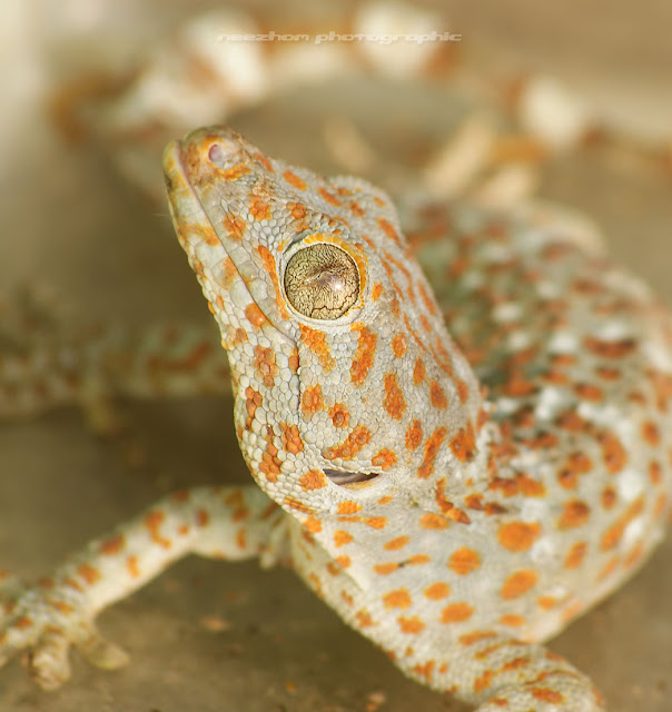 Malaysian island gecko