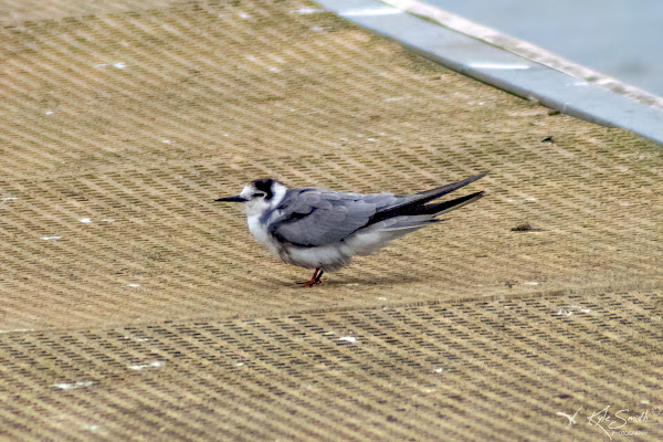 Black tern