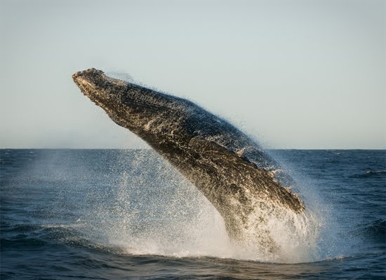 Rocketing humpback whale