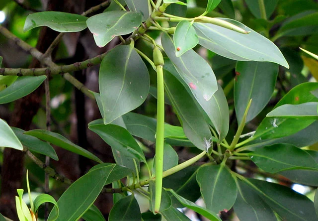 Lenggadai (Bruguiera parviflora)