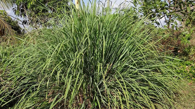 Citronella