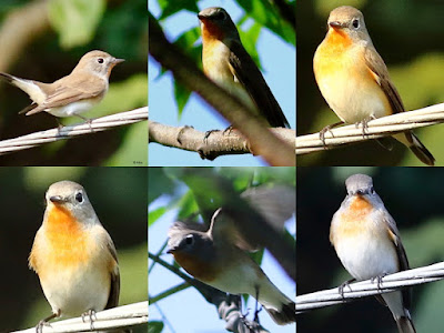 Red-breasted Flycatcher