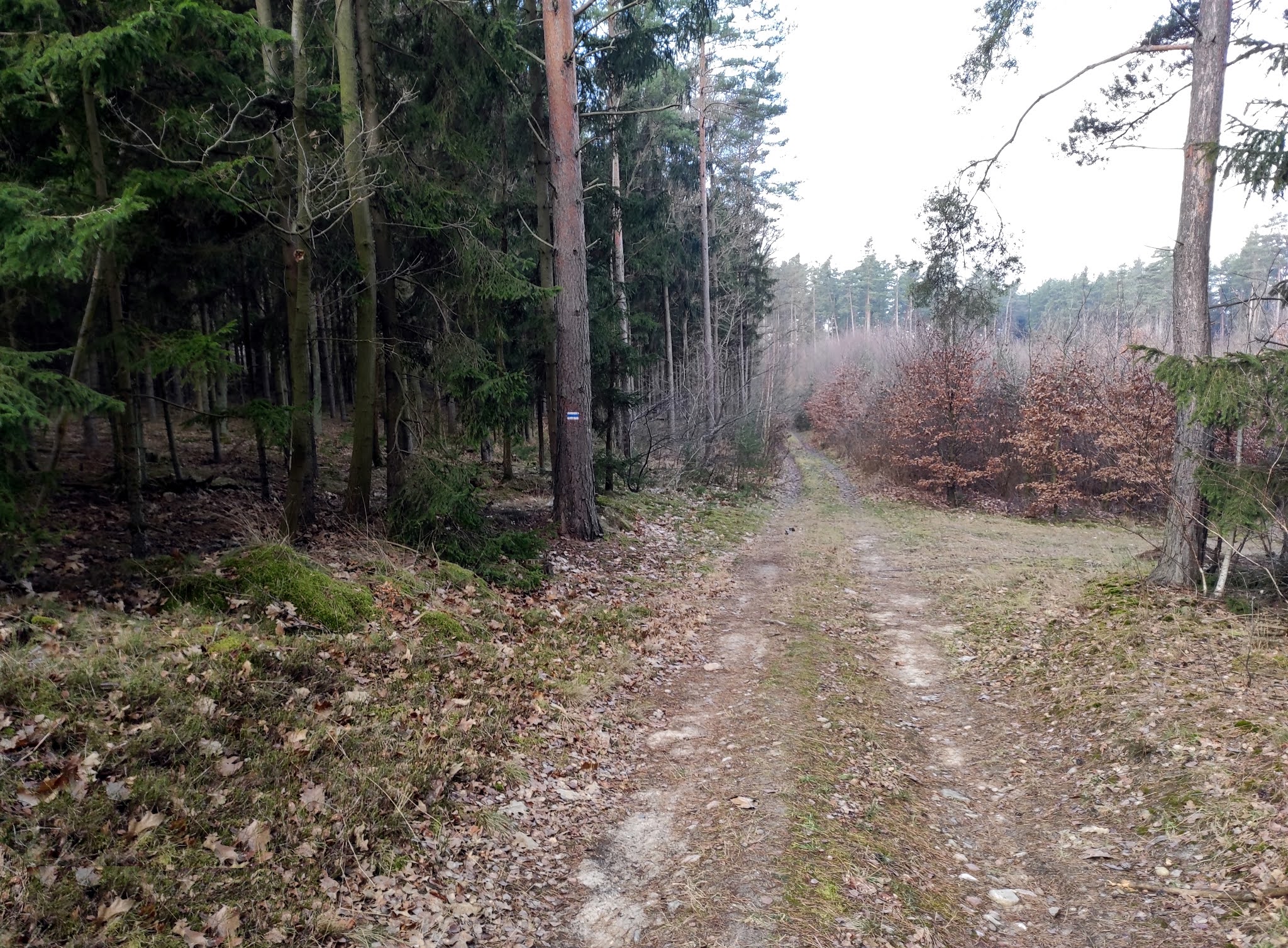 Nordic walking w okolicach Lubina - Wysoczyzna Lubińska