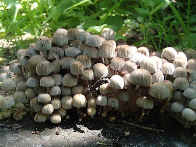 Czernidłak gromadny Coprinellus disseminatus