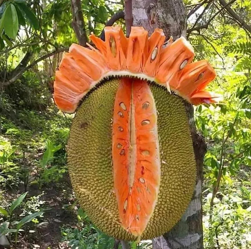 bibit tanaman nangka merah asli manis hasil okulasi daging Mojokerto