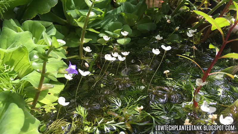 Elodea Flower