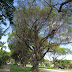 The Lost Of Ficus Trees Due To A Little White Fly