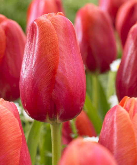 Avignon Tulip