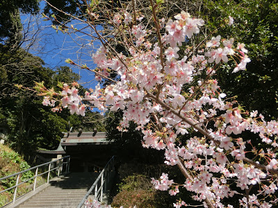 甘縄神明神社の玉縄桜