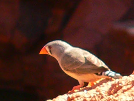 Australian Zebra Finch in the outback. Photo by Loire Valley Time Travel.
