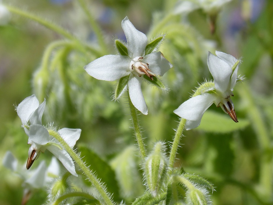 Alba Borage have white flowers. It is also known as white Borage; Alba is a great choice if you’re looking for a plant with intense white blooms.