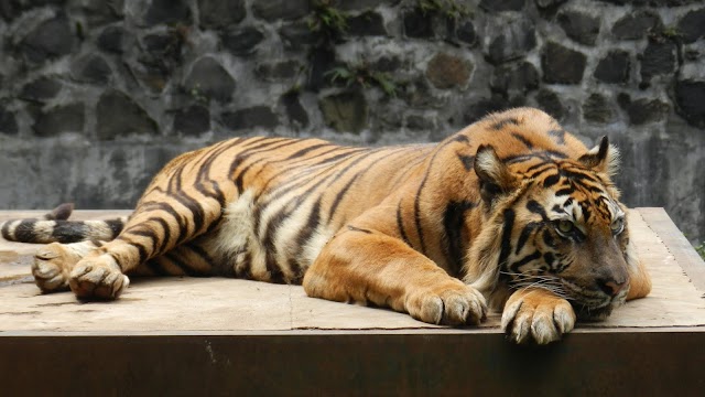 Wisata Pendidikan Kebun Binatang Bandung