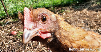 Hobbyfarmen høns bekæmper mad spild