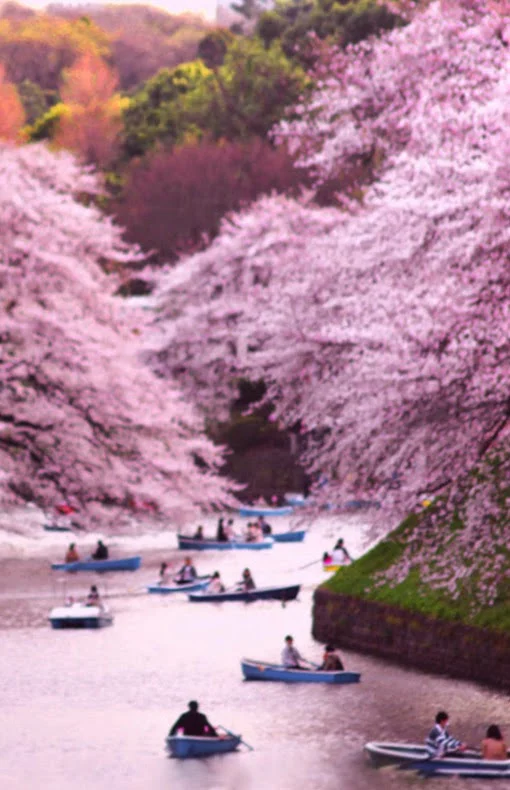 Chidorigafuchi blessom, japan