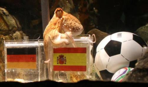 Pulpo Paul el predictor del mundial