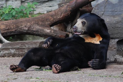 Bear in Koelner Zoo (Click to Zoom).