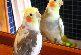 Things to Know Before Getting a Pet Bird|