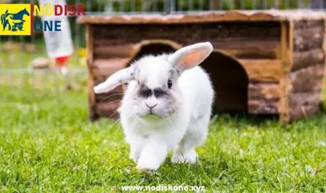 Owning A Rabbit: What You Should Know Before Getting a Pet Rabbit