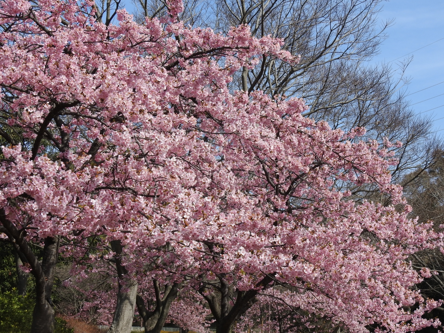 開花状況 3月4月は鶴見緑地公園でネモフィラや桜を見に行こう 大阪市