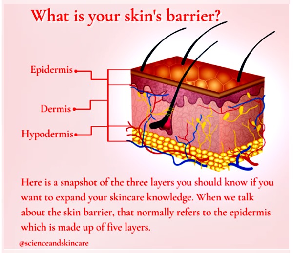 Lapisan kulit dari skin barrier