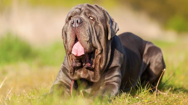 "Neapolitan Mastiff dog with a powerful build and wrinkled face, showcasing the breed's distinct characteristics and impressive presence."