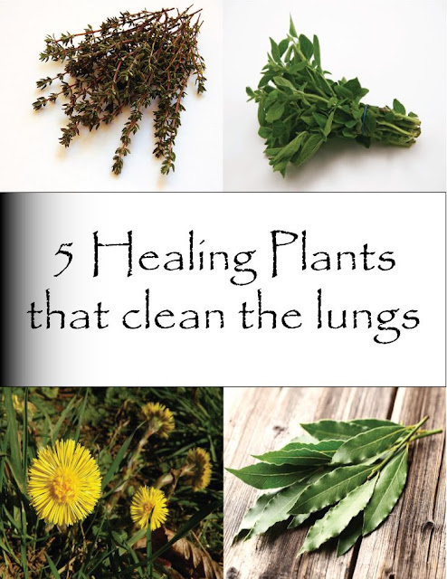 Top 5 Best Foods And Herbs For Lung Health