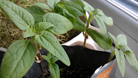 sunflowers growing in pouch but not flowering yet