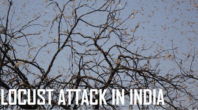 Locust Attack In India After 27 Years : What Was The Solutions For Locust Attack 