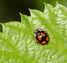 Ten-spot Ladybird, Adalia decempunctata, on roadside foliage.  Variant colour form.  North Pole Lane, near Well Wood, 11 June 2011.