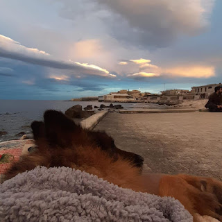 El último viaje de un perro paralítico abandonado