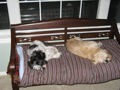 Sully Shih Tzu and Buddy Taking a Nap