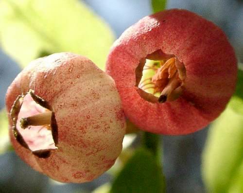 Vaccinium myrtillus