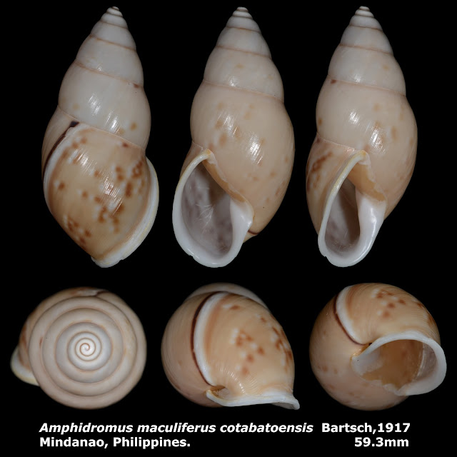 Amphidromus maculiferus cotabatoensis 59.3mm