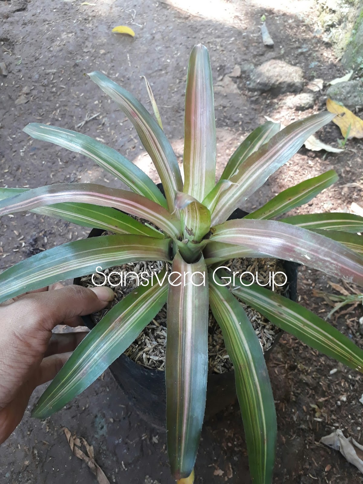 Jual Tanaman Bromelia Tricolor Bromeliad Three Colour 