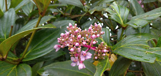 Bunga Kelud
