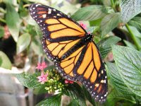 Monarch Butterfly