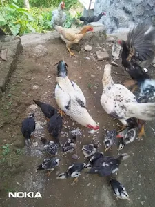 Sisa Nasi Dikasih Ayam