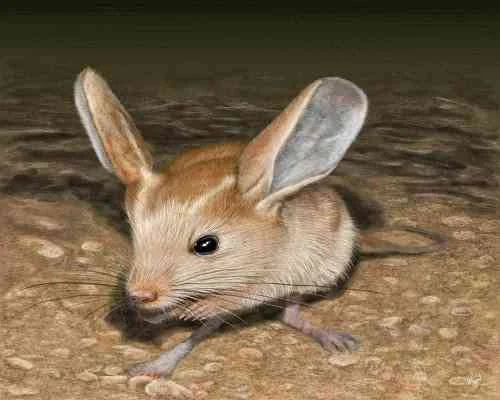 long-eared jerboa-يربوع-طويل-الاذنين