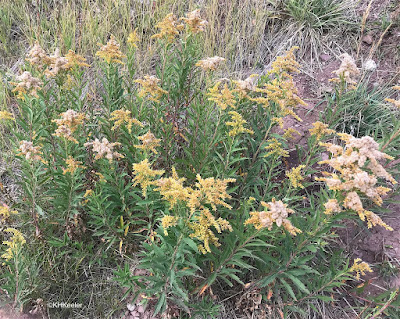 goldenrod, Solidago