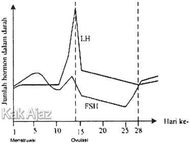 Grafik konsentarsi hormon setelah menstruasi, grafik soal no. 39 IPA SMP UN 2018
