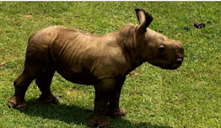 un bébé rhinocéros blanc