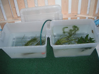 AQUAPONICS SYSTEM