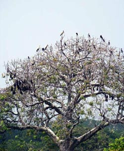 Kumpulan Burung di Pulau Rambut