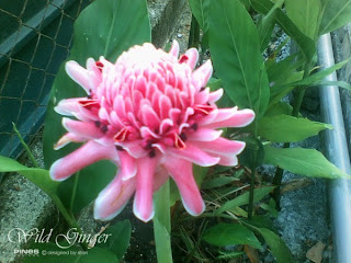 Wild Ginger Flower