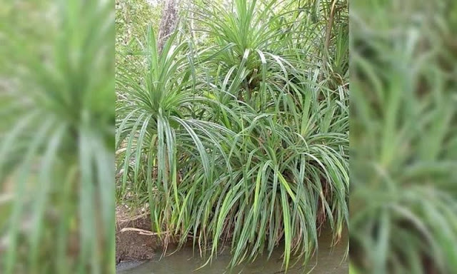 Cara Mudah Cari Berlian Ialah Di Bawah Pokok Pandan