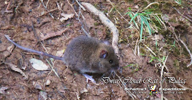 Short-footed Luzon Tree Rat - Schadow1 Expeditions